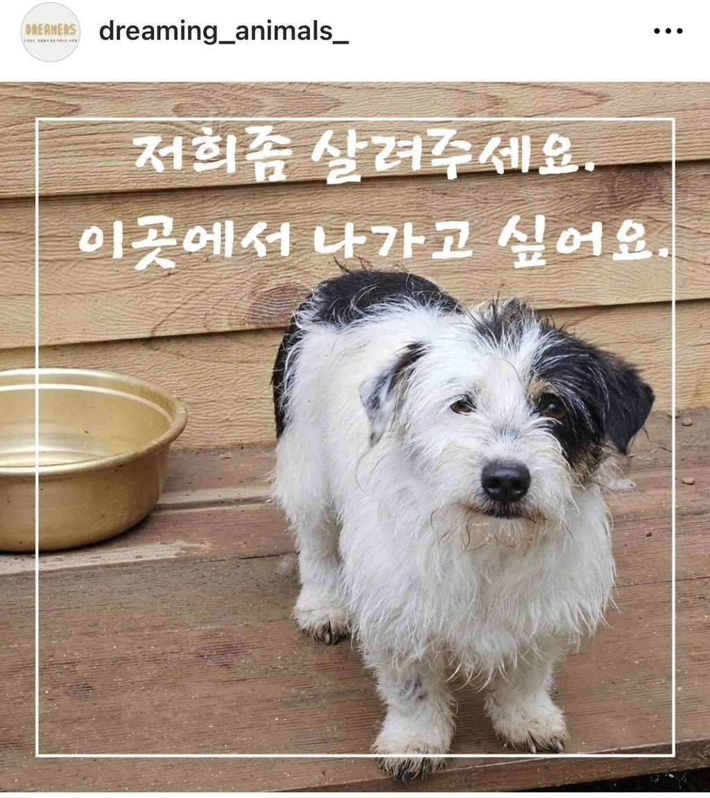 5월1일 안락사 예정인 장성보호소 강아지들 | 인스티즈