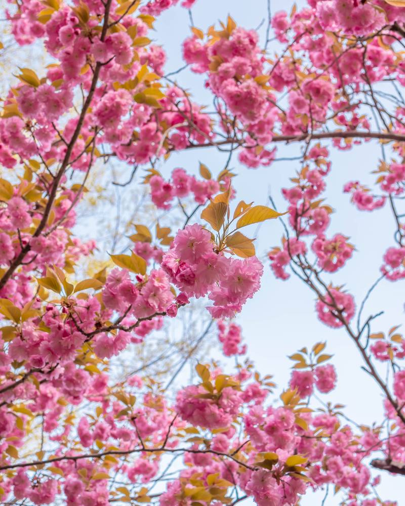 올해 봄에 핀 서산의 겹벚꽃들 | 인스티즈