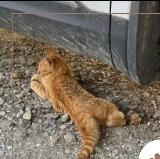 테이프로 다리가 묶여 도로에 버려진 고양이 '또리' (모금유도x) | 인스티즈