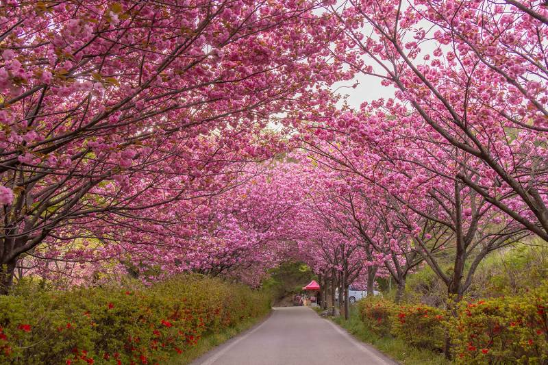 올해 봄에 핀 서산의 겹벚꽃들 | 인스티즈