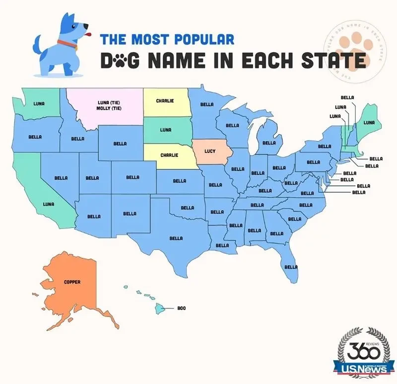 미국에서 가장 인기 있는 개 이름 | 인스티즈