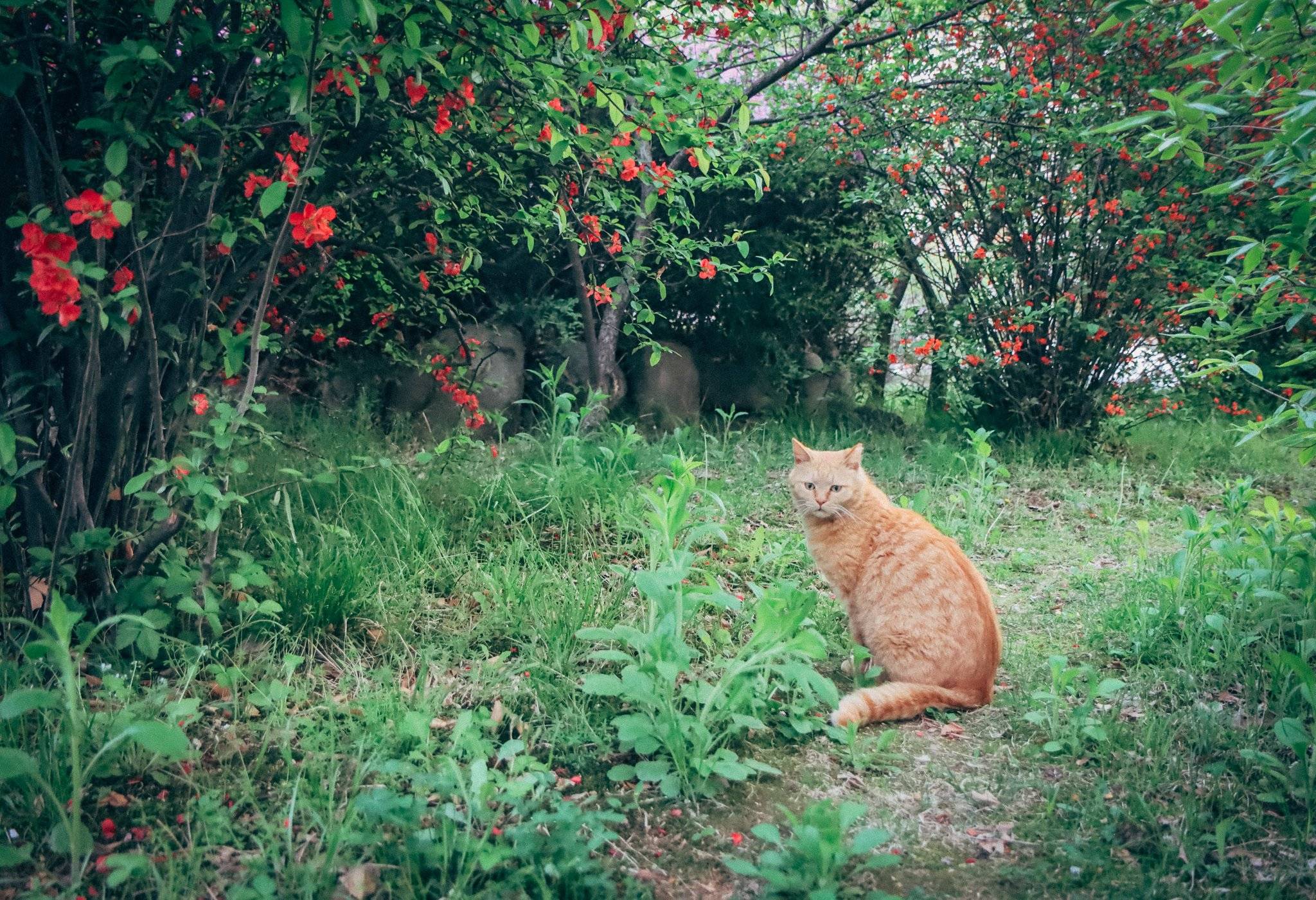 고양이가 알려준 꽃밭에서 | 인스티즈