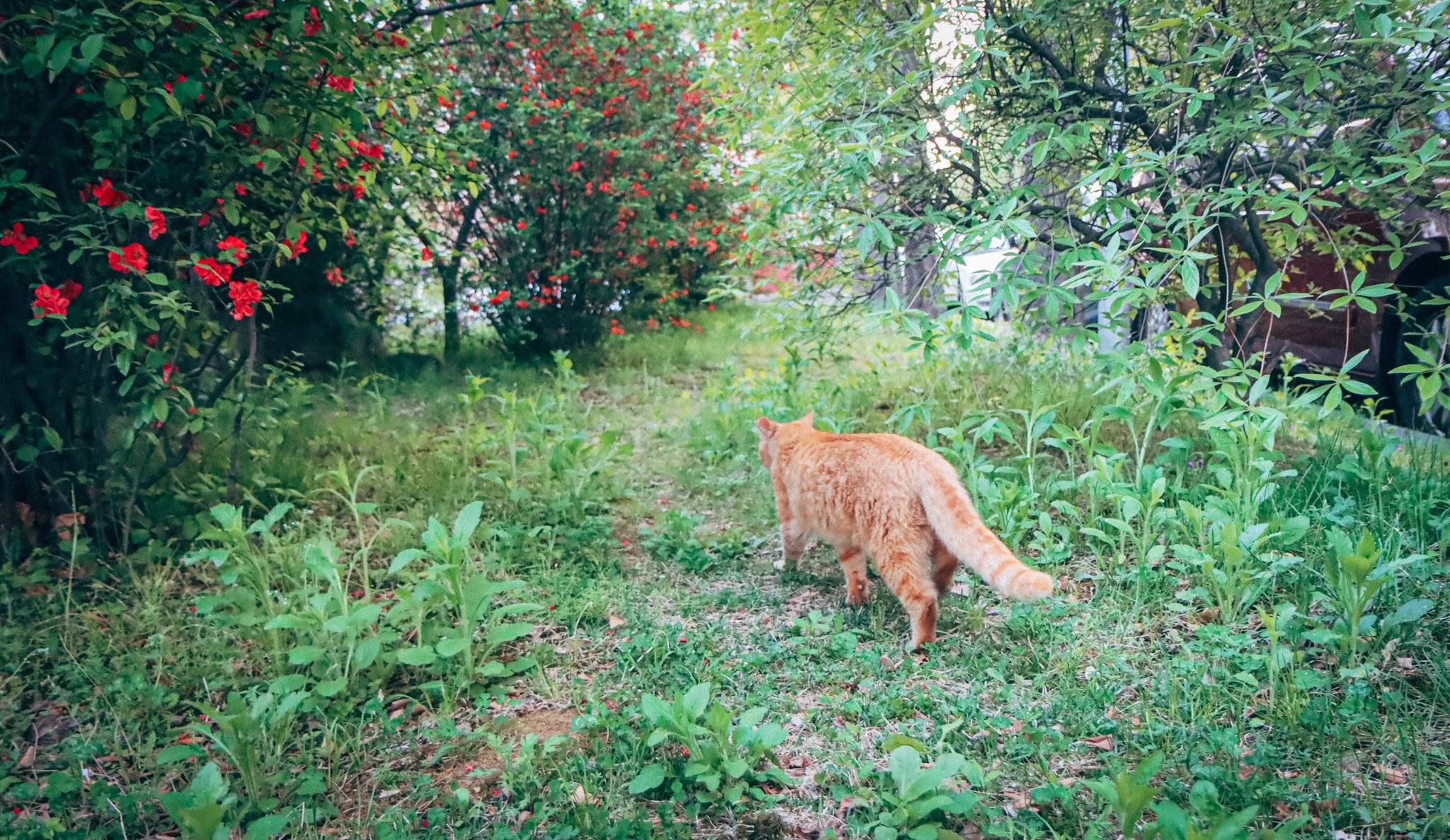 고양이가 알려준 꽃밭에서 | 인스티즈