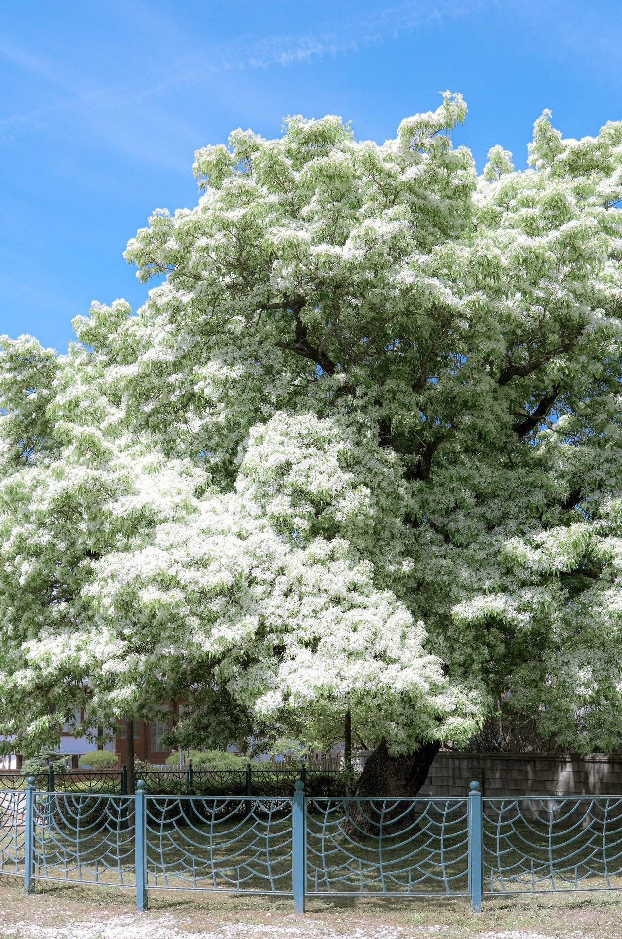 250년 된 이팝나무 꽃핀 모습 | 인스티즈