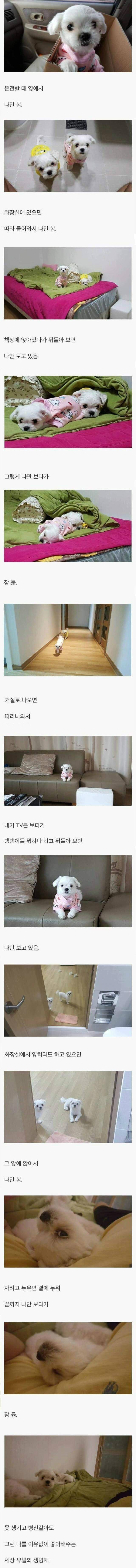 멍멍이를 키우는 이유.jpg | 인스티즈