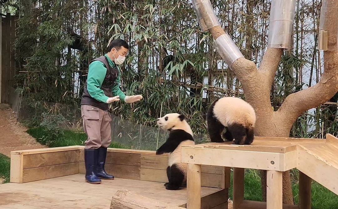 🐼 '그 판다'를 진정시키는 손들 | 인스티즈