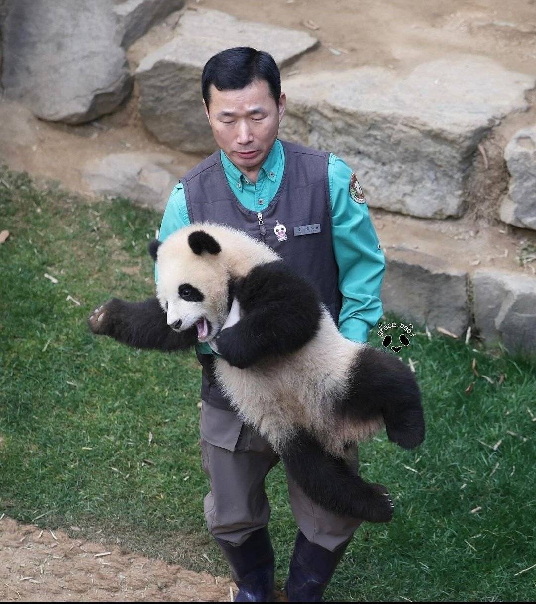 🐼 '그 판다'를 진정시키는 손들 | 인스티즈