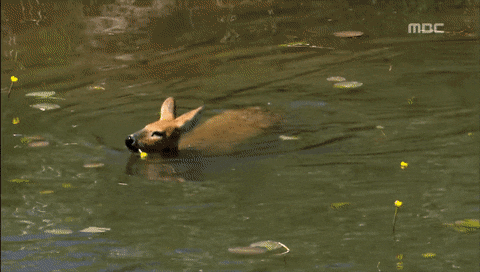 너네 고라니 수영 짱잘해서 영어이름이 water deer인거 알아??? | 인스티즈