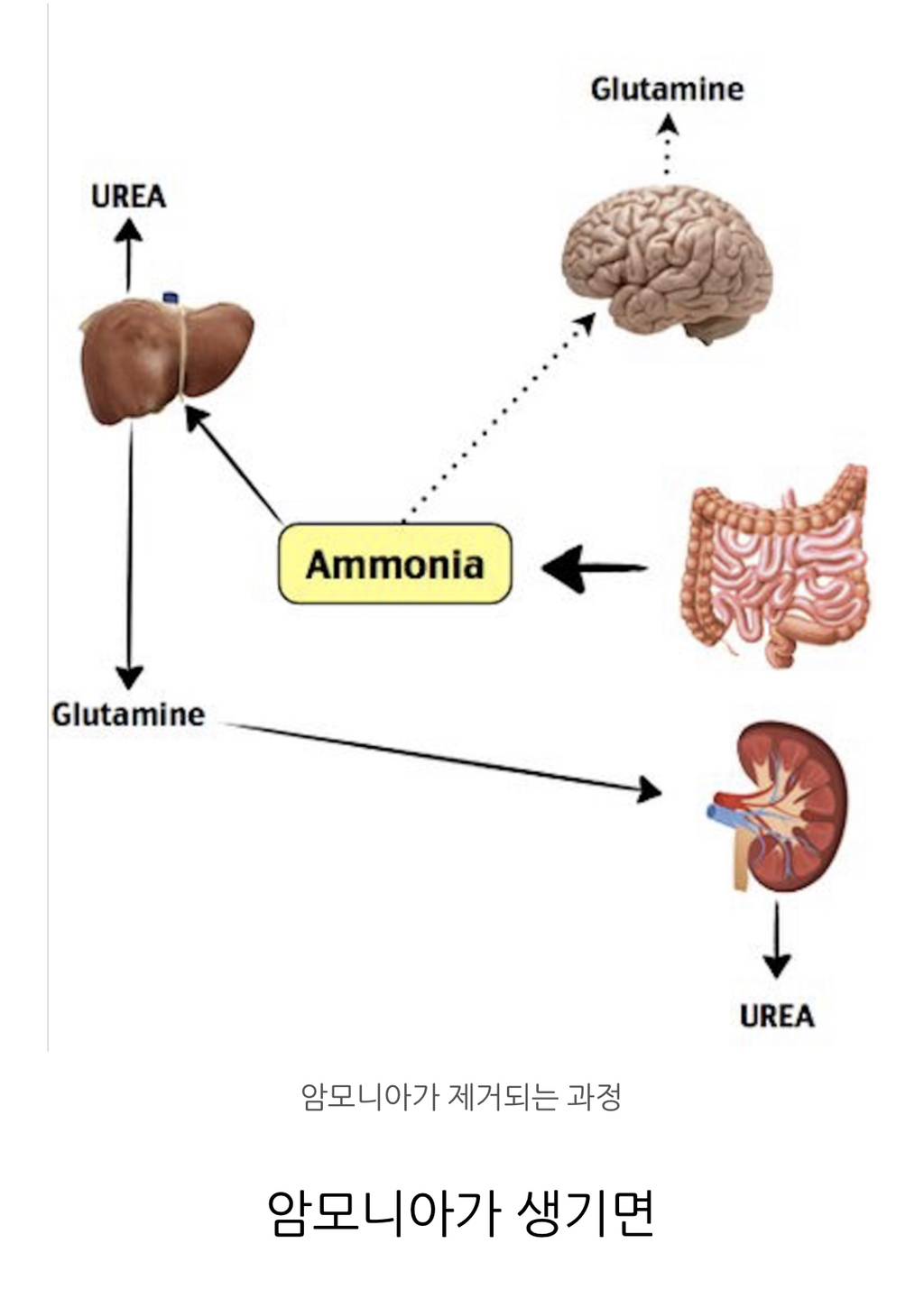 공복운동 넘 열심히 하지마라 왜냐면 내가 콩팥 망가져서 병원 입원했었다 | 인스티즈