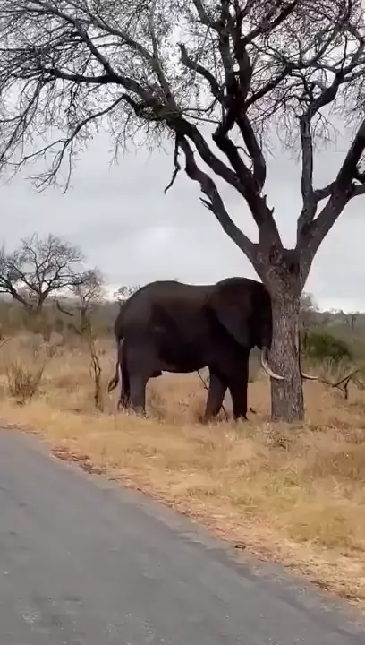 코끼리는 나무를 찢어 | 인스티즈