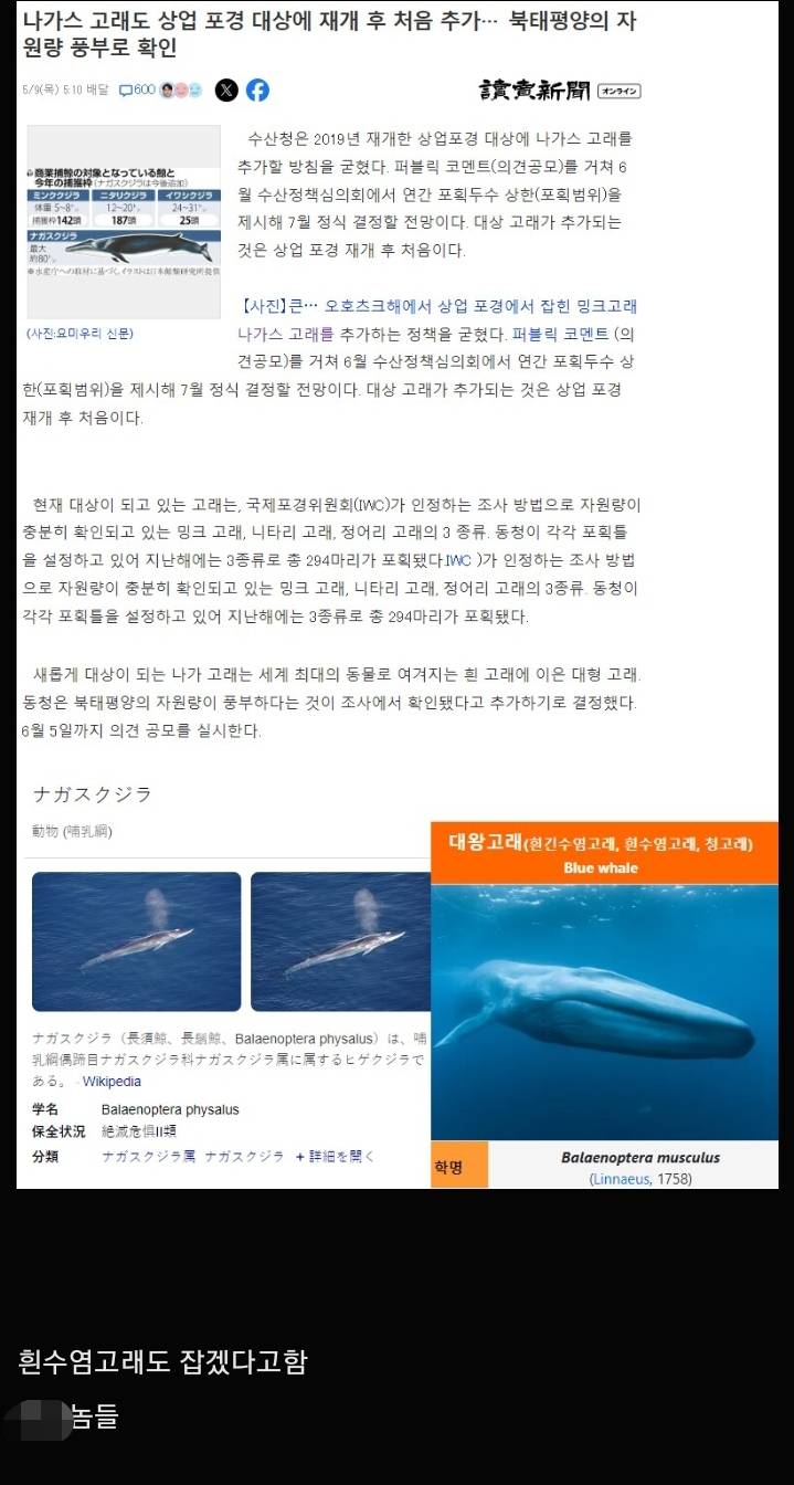 멸종해가는 고래 때문에 곤란해진 일본 근황 | 인스티즈