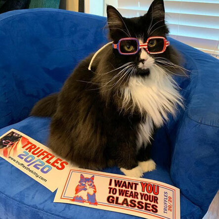 고양이가 안경을 쓰기 시작한 이유?! | 인스티즈