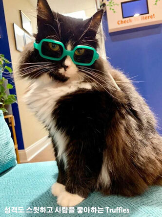 고양이가 안경을 쓰기 시작한 이유?! | 인스티즈