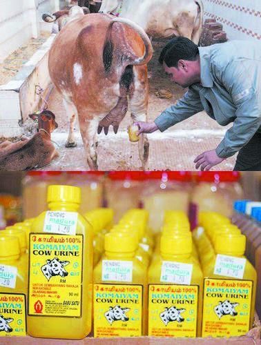 위생주의) 인도에서 우유보다 비싼 거..gif | 인스티즈