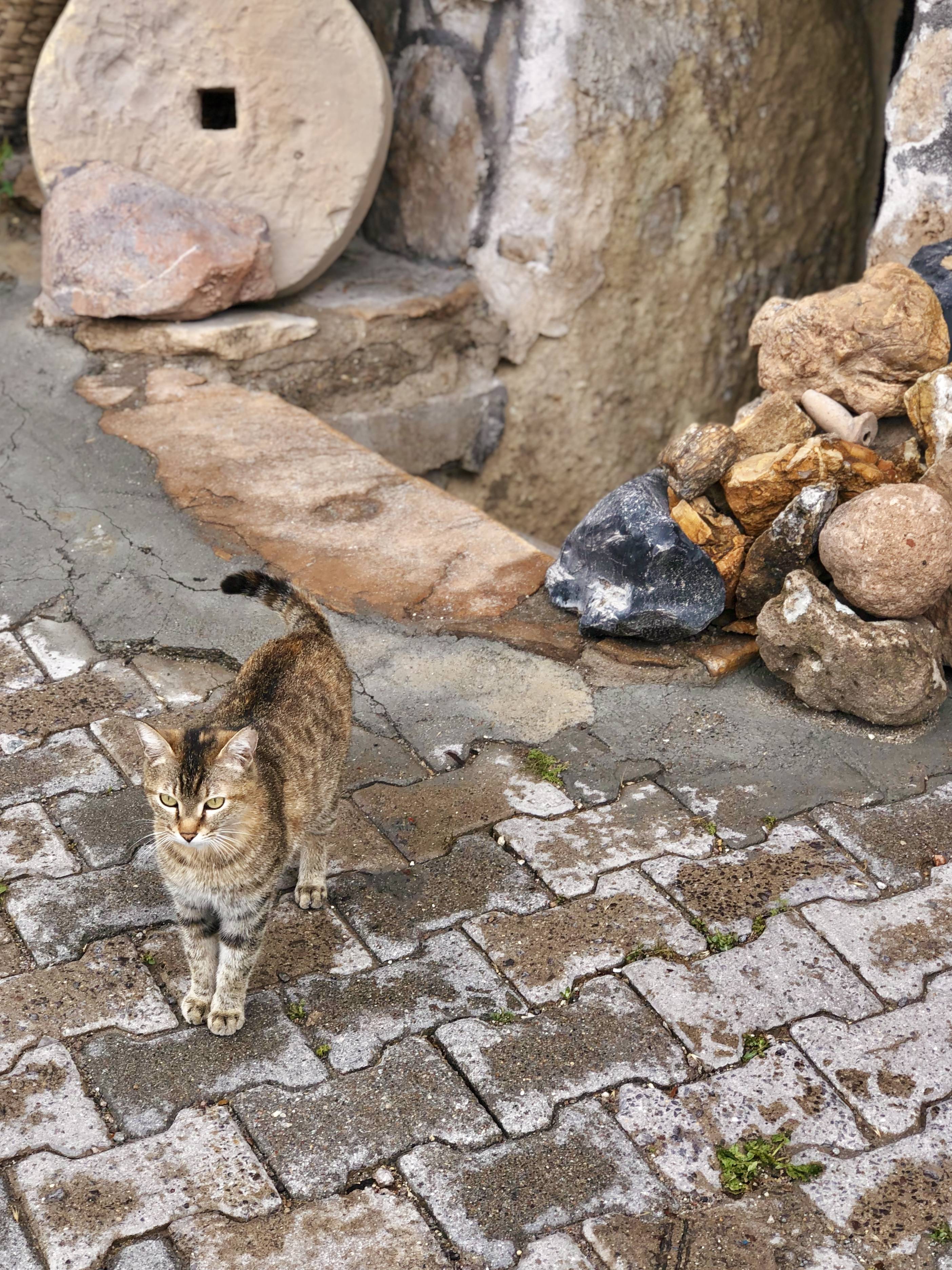 튀르키예에서 만난 고양이들 50장 🇹🇷😸 냐옹 | 인스티즈