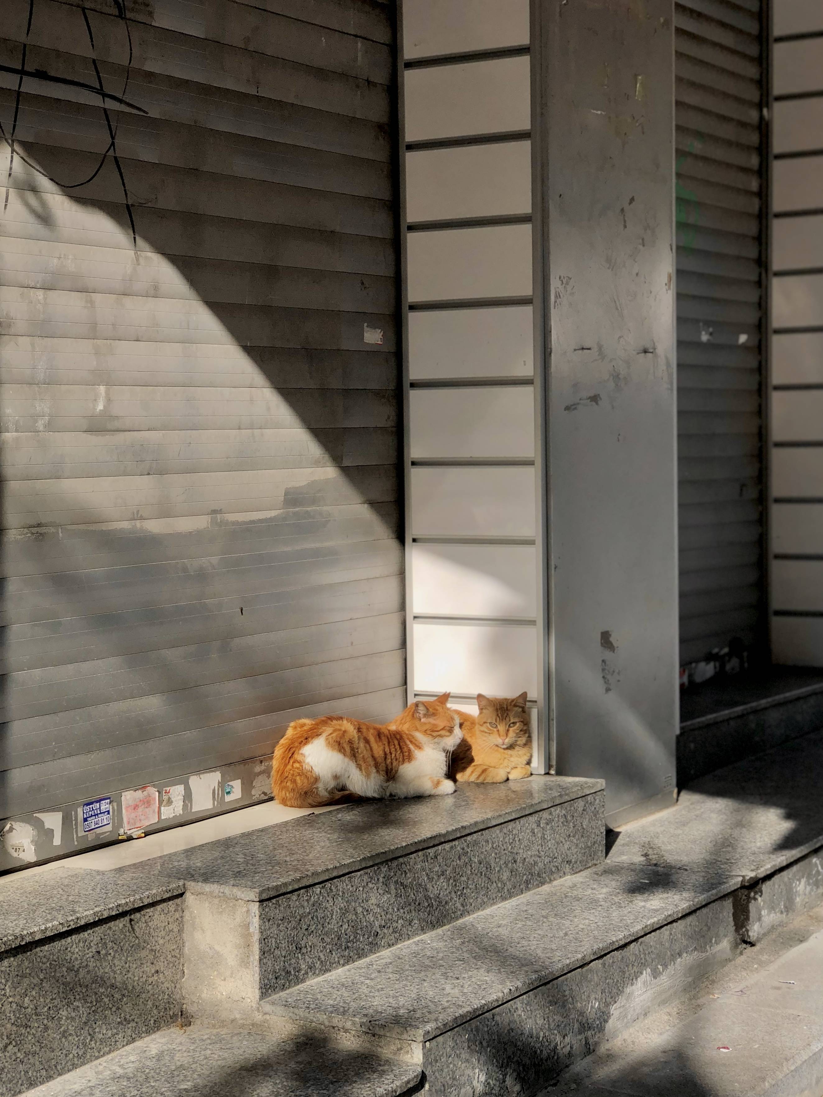 튀르키예에서 만난 고양이들 50장 🇹🇷😸 냐옹 | 인스티즈