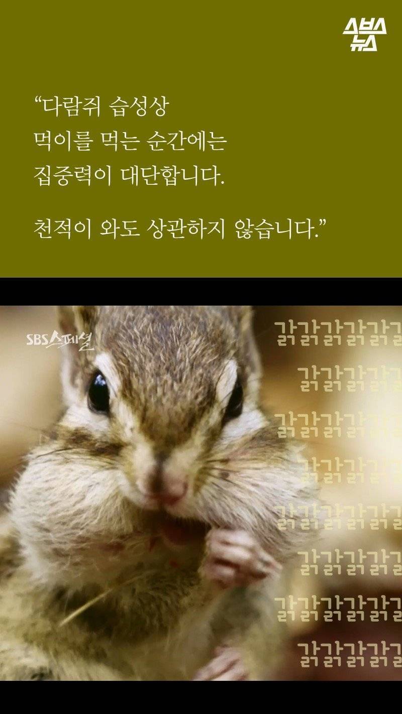 다람쥐가 '먹이 집착'이 심한 이유.jpg | 인스티즈