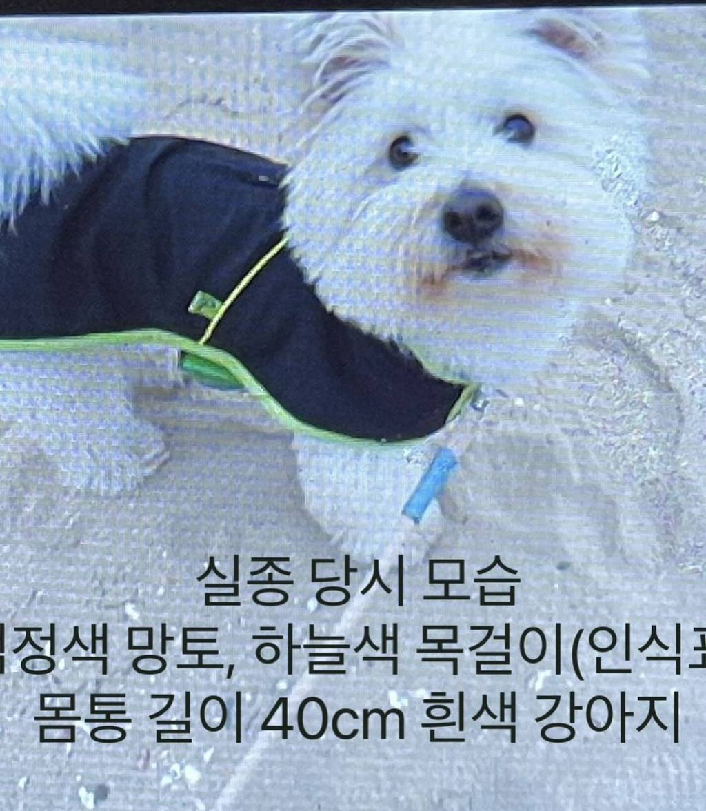 캠핑 유튜버 강아지 짜루 실종 9일차에 찾았다고함 (+추가) | 인스티즈