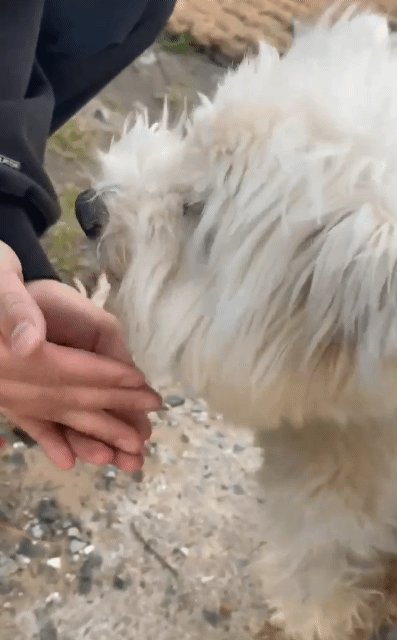 캠핑 유튜버 강아지 짜루 실종 9일차에 찾았다고함 (+추가) | 인스티즈