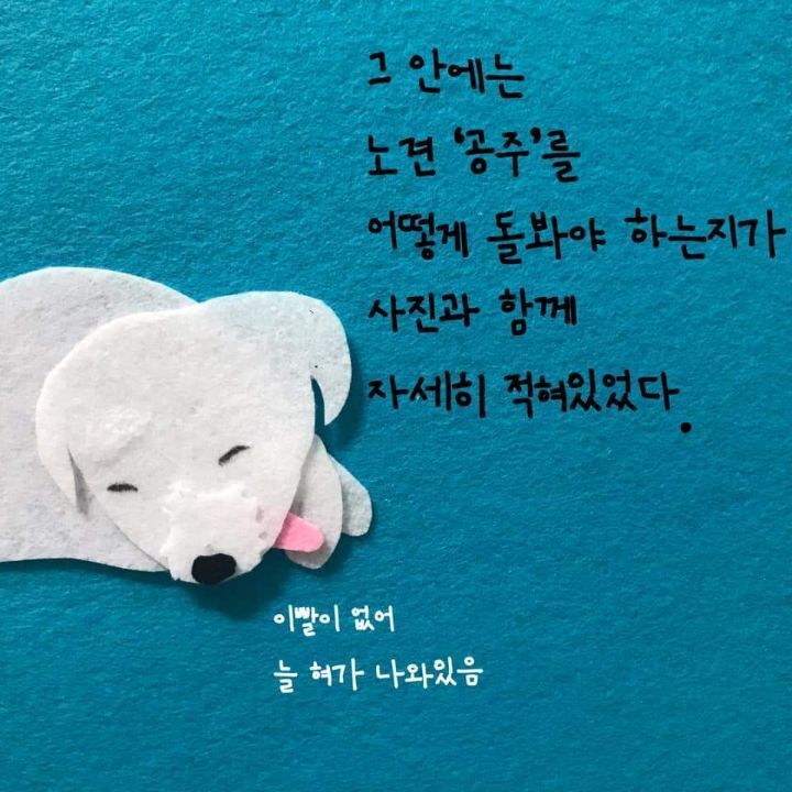 늙은 강아지 돌보는 법에 대한 아빠의 편지 | 인스티즈