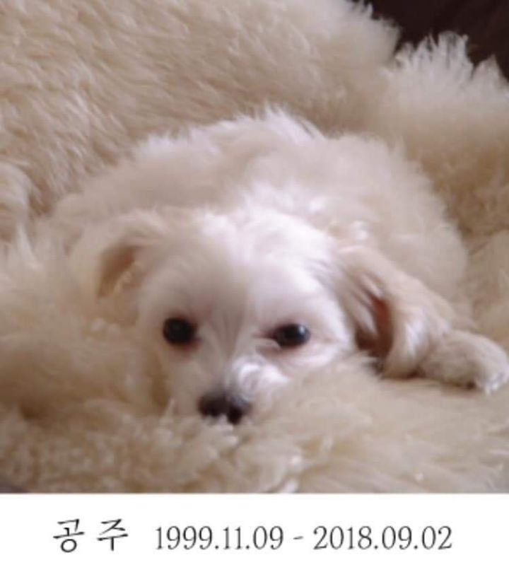 늙은 강아지 돌보는 법에 대한 아빠의 편지 | 인스티즈
