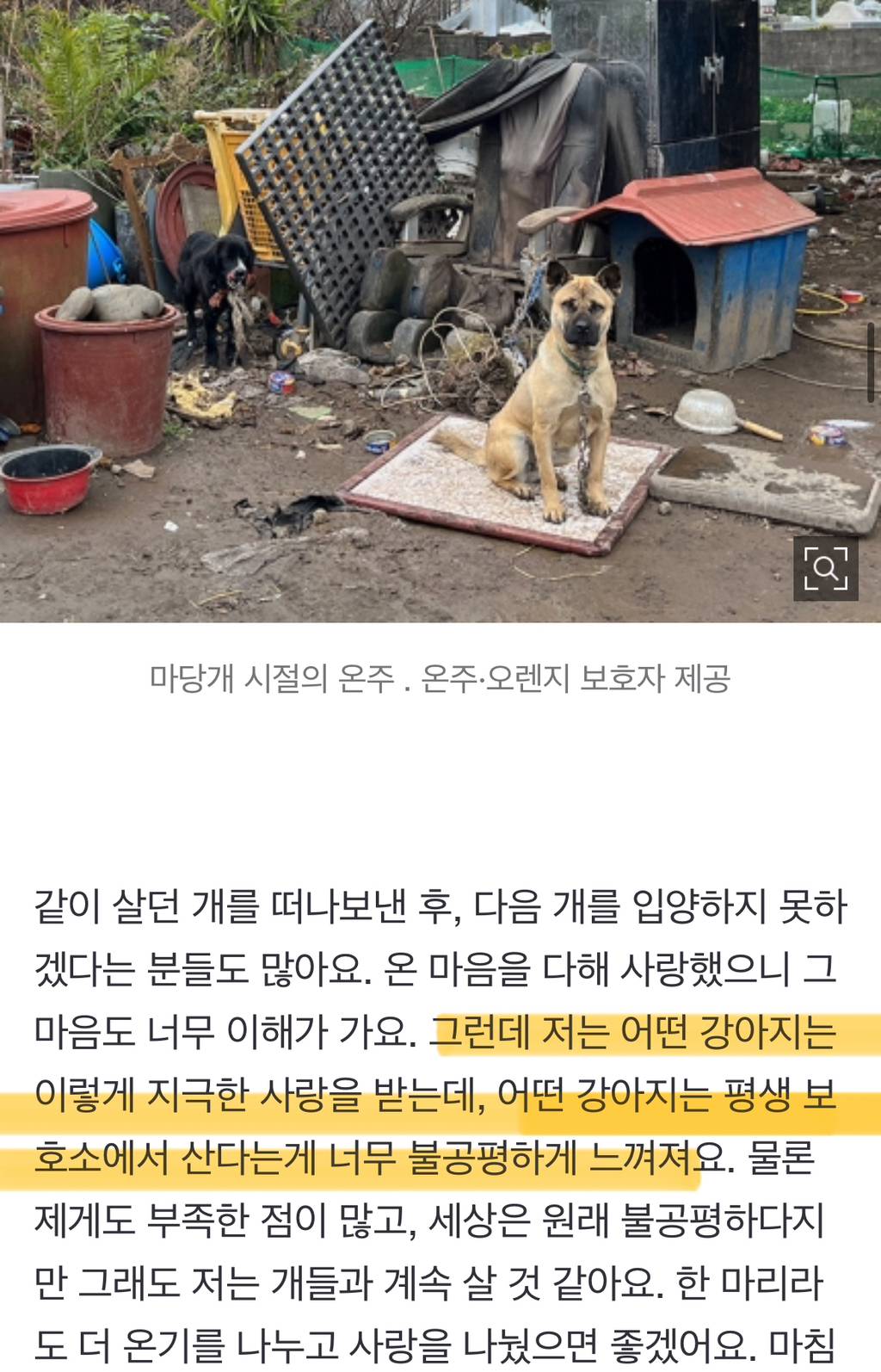 한국에서는 '큰 개'가 미국에서는 '작은 개'…'한국 개'를 미국에 데려왔다 | 인스티즈