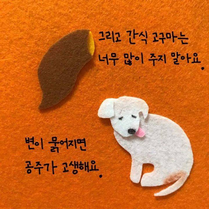 늙은 강아지 돌보는 법에 대한 아빠의 편지 | 인스티즈