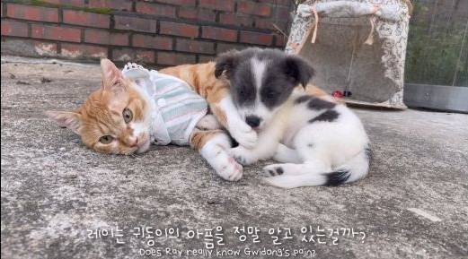 무리에 끼지 못하는 아픈 고양이의 친구가 되어준 새끼강아지.jpg | 인스티즈