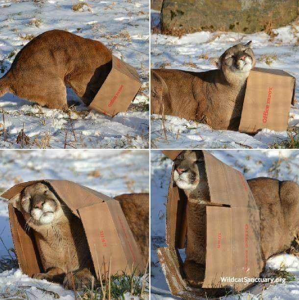상자 비슷한것만 보면 일단 들어가는 고양이들 | 인스티즈