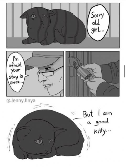 검은 고양이를 위로하는 사신 '해외 네티즌들 눈물 펑펑' | 인스티즈