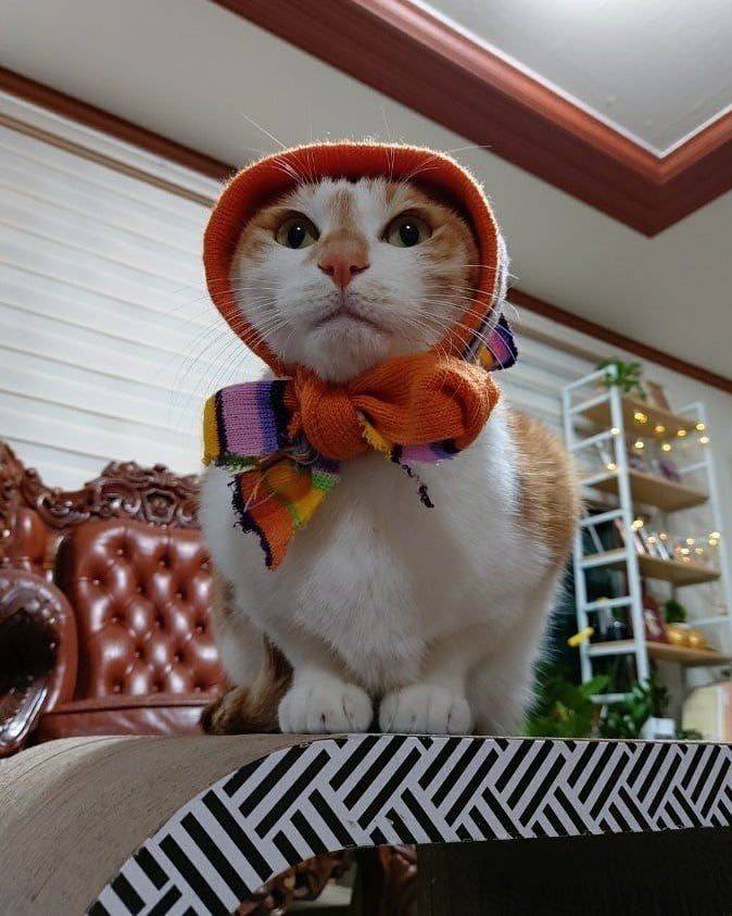 스트레이키즈 리노가 키우는 고양이 세마리.jpg | 인스티즈