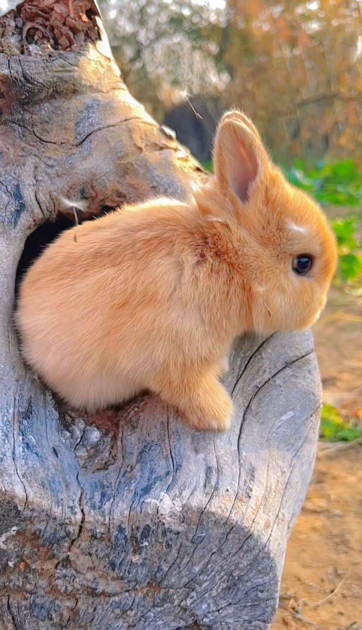나무 굴 속에 사는 토끼 | 인스티즈