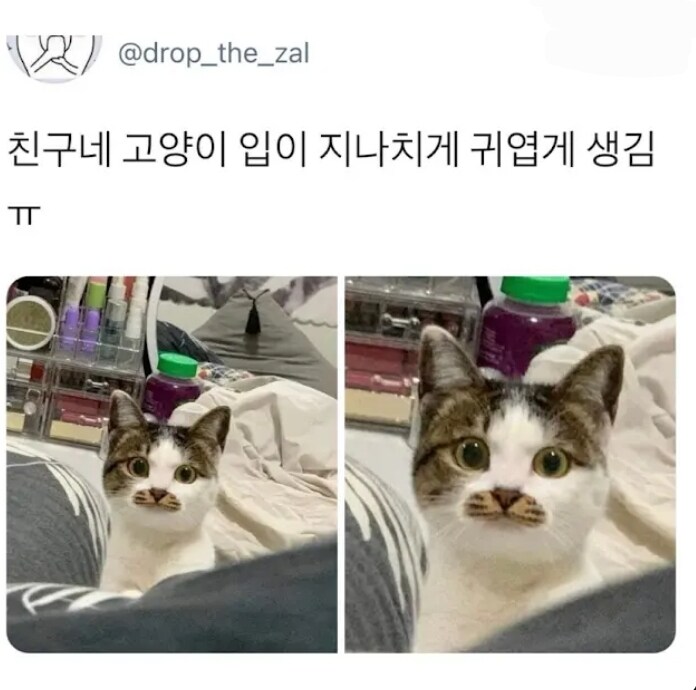 친구네 고양이 입이 지나치게 귀여움 | 인스티즈