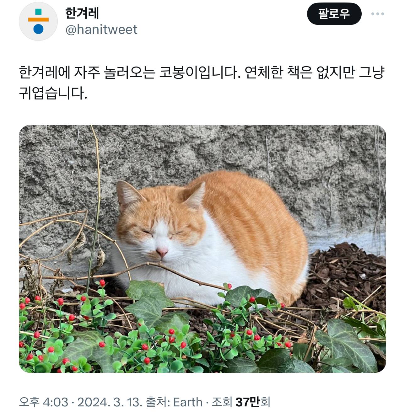 한겨레 신문사에 자리잡은 '털 찐' 고양이 코봉이 | 인스티즈