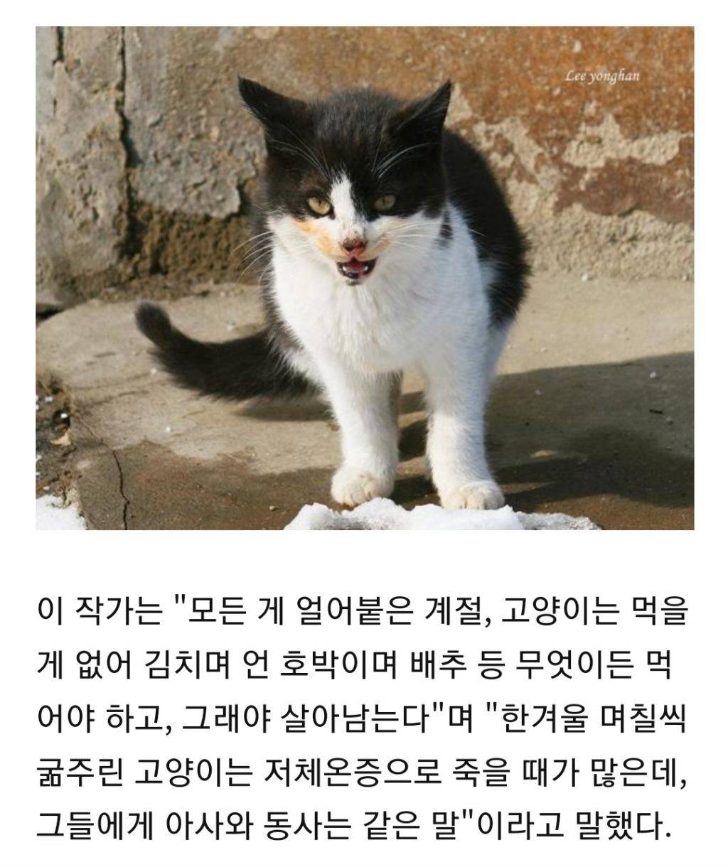 한겨울 총각무 허겁지겁 베어먹는 고양이 가족 | 인스티즈