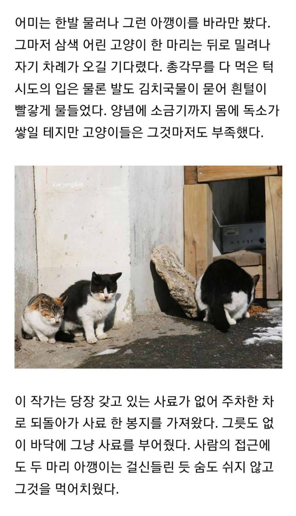 한겨울 총각무 허겁지겁 베어먹는 고양이 가족 | 인스티즈