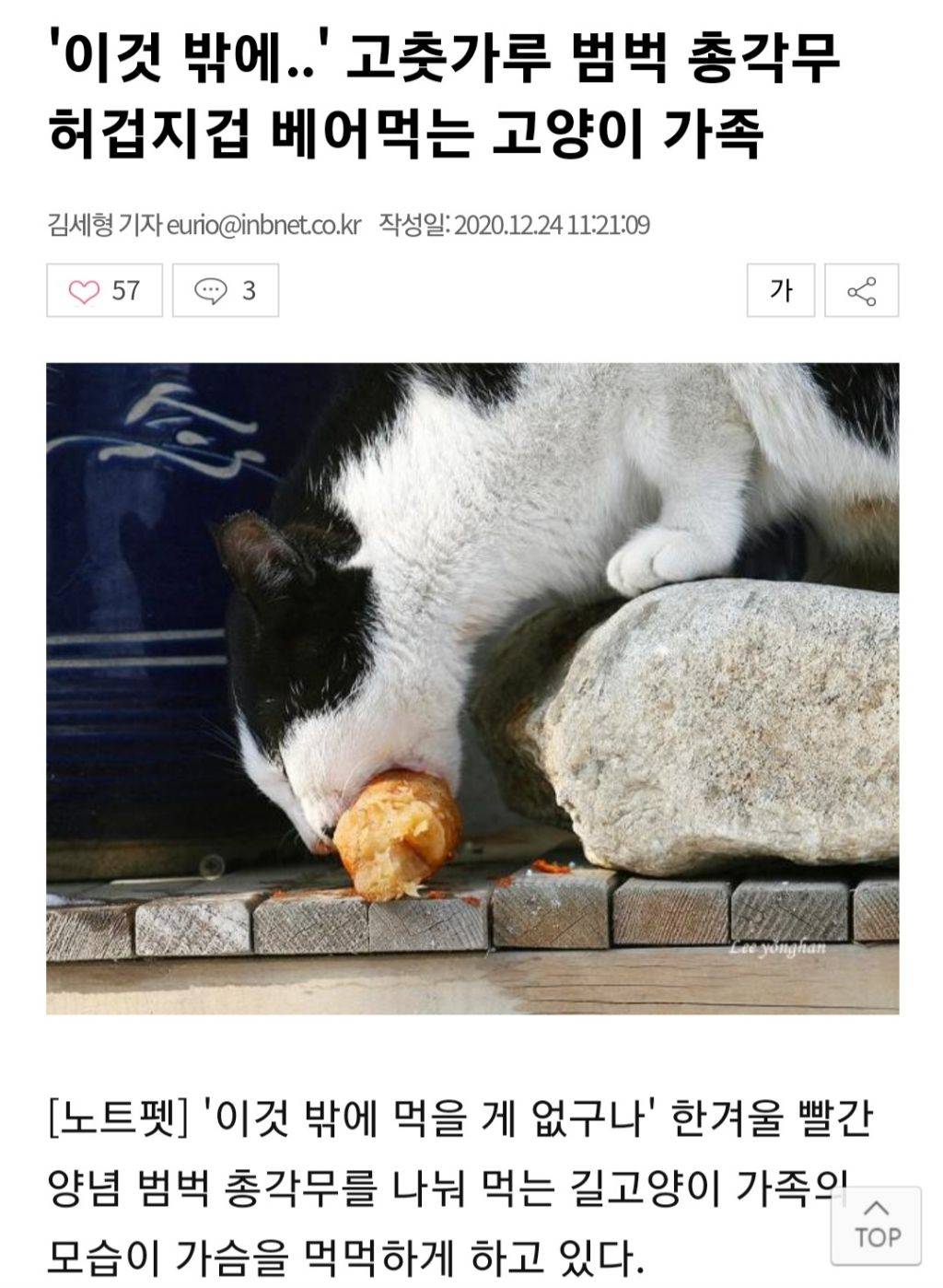 한겨울 총각무 허겁지겁 베어먹는 고양이 가족 | 인스티즈