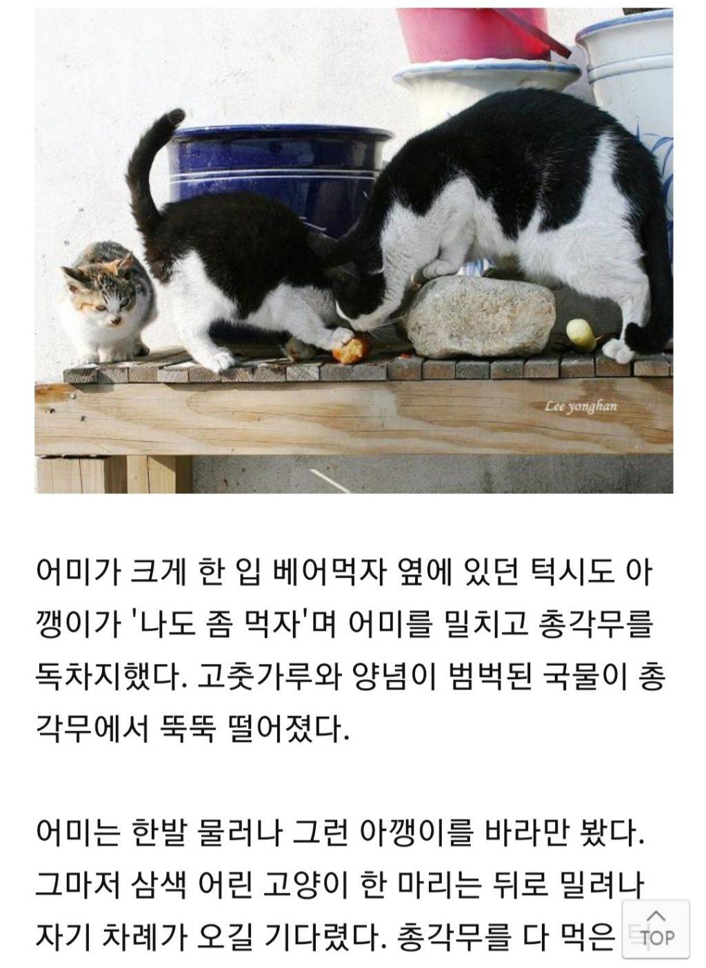 한겨울 총각무 허겁지겁 베어먹는 고양이 가족 | 인스티즈