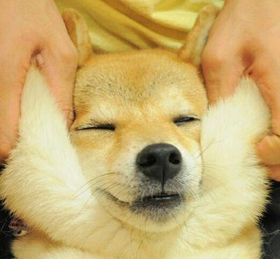 시바견을 좋아하는 정연이 | 인스티즈