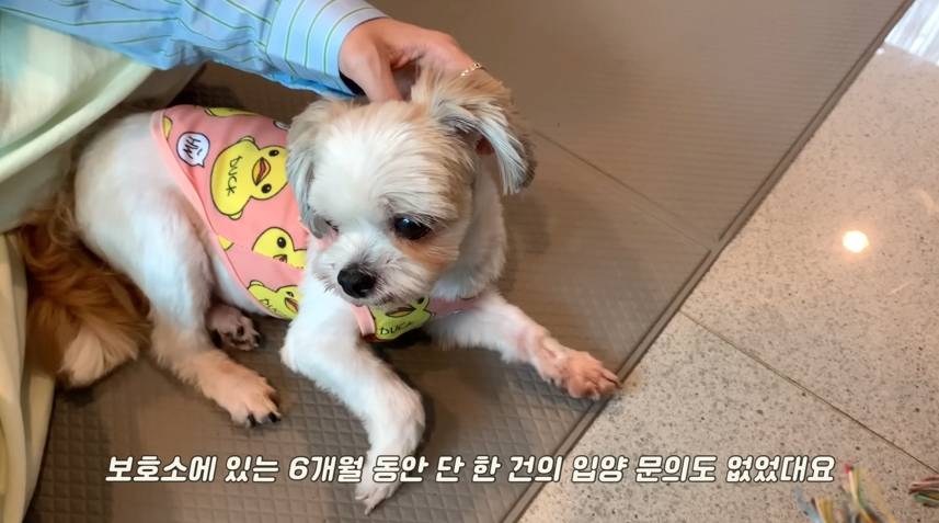 재롱이네 입양되고 뽀송 강쥐가 된 담비.jpgif | 인스티즈