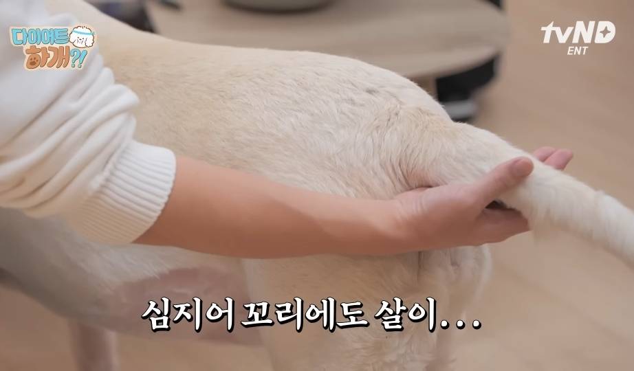 설채현X가비의 다이어트하개에 출연한 뚱댕이들 | 인스티즈