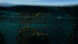 물 공포증 / 심해 공포증 테스트.jpgif | 인스티즈