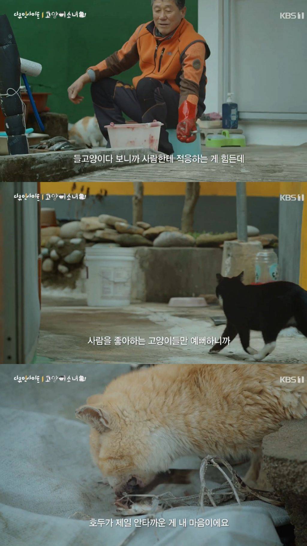 귀엽고 따뜻하고 찡한 고양이 다큐 '고양이 소녀'.gif | 인스티즈