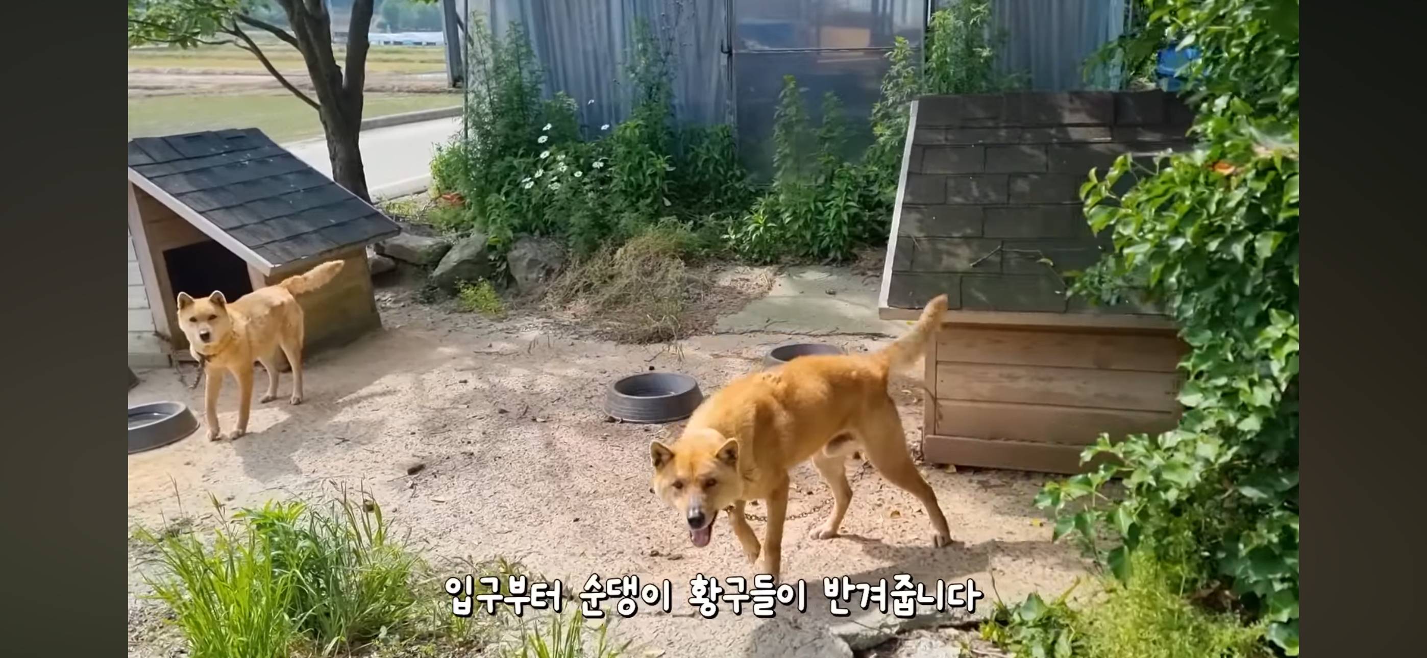 야채먹는 진돗개 삼용이네.. 또 진돗개 데려옴 | 인스티즈