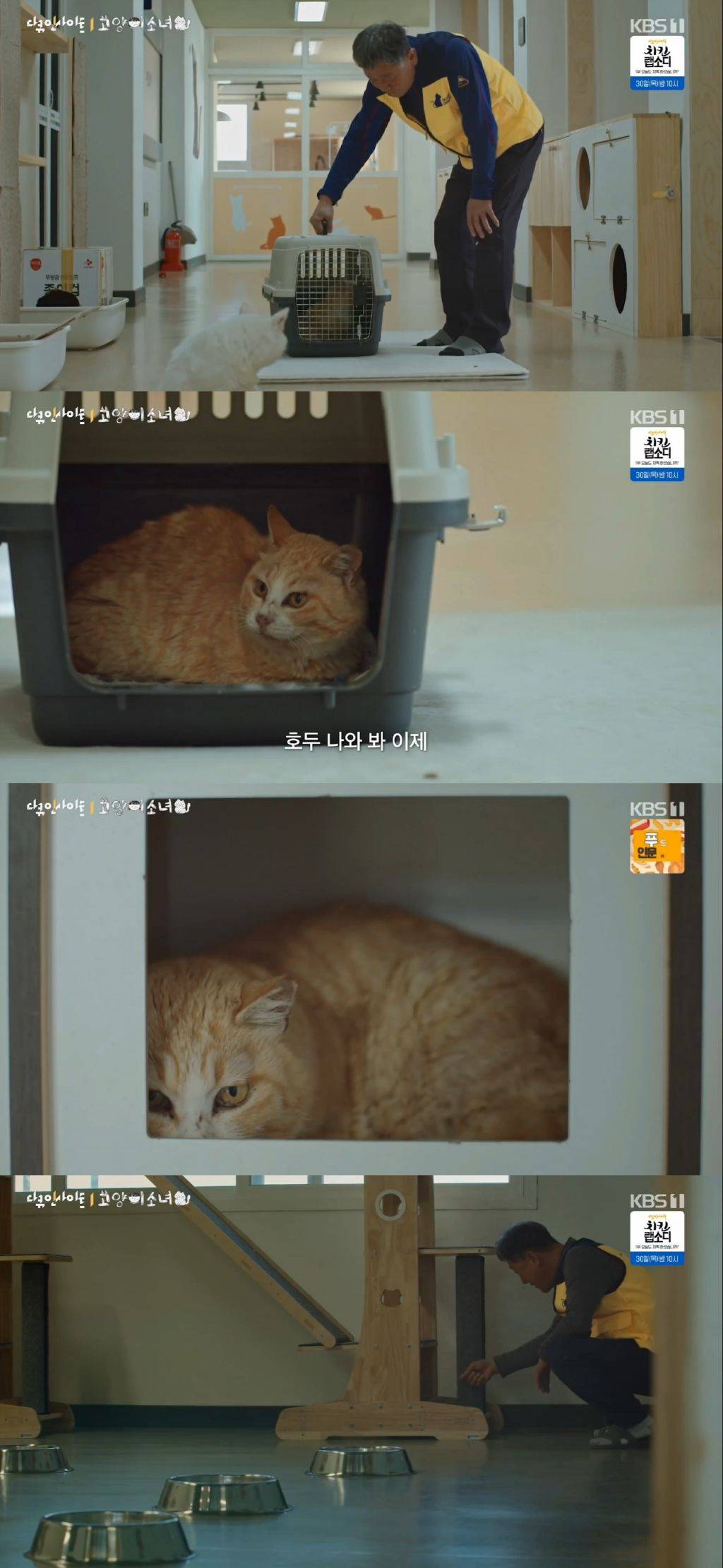 귀엽고 따뜻하고 찡한 고양이 다큐 '고양이 소녀'.gif | 인스티즈