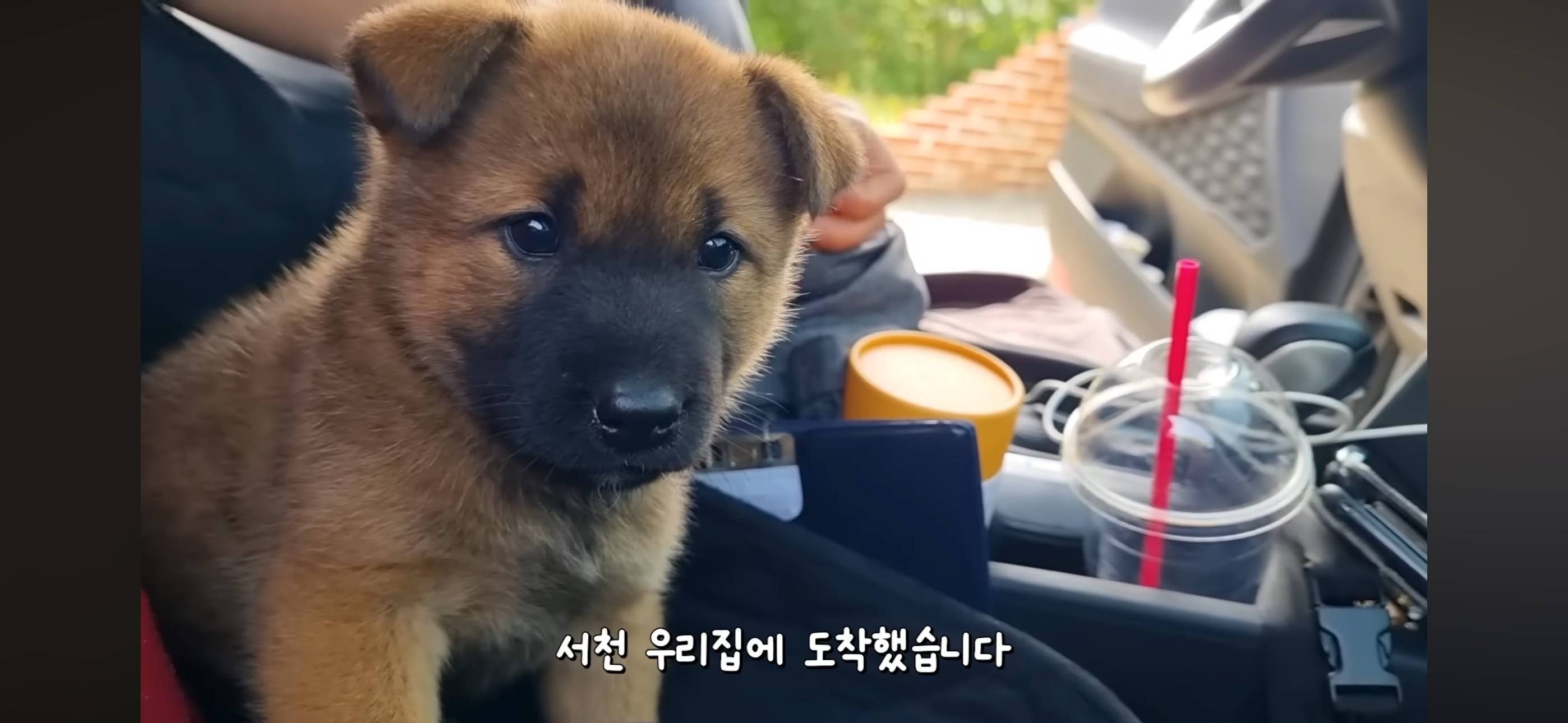 야채먹는 진돗개 삼용이네.. 또 진돗개 데려옴 | 인스티즈