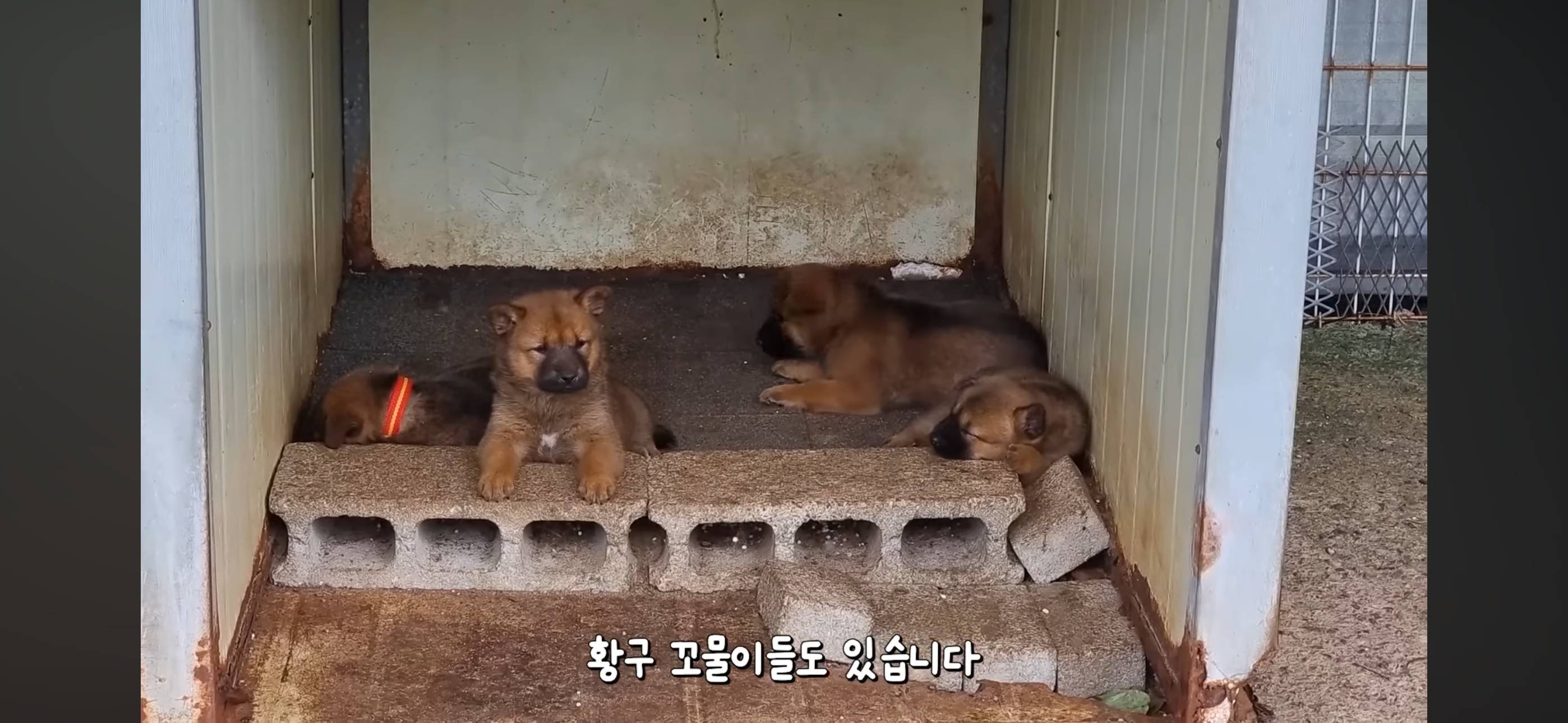 야채먹는 진돗개 삼용이네.. 또 진돗개 데려옴 | 인스티즈