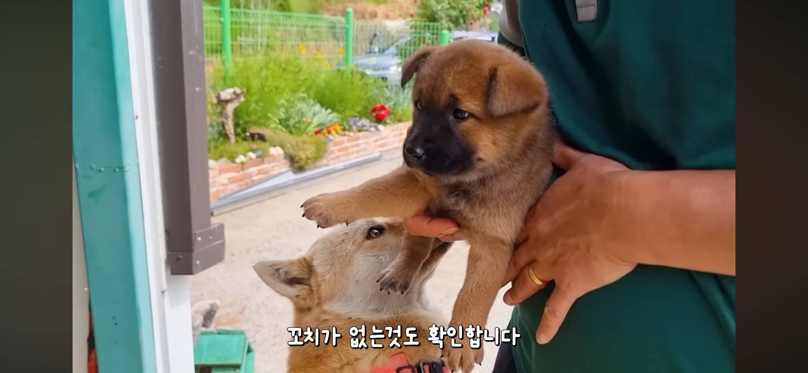 야채먹는 진돗개 삼용이네.. 또 진돗개 데려옴 | 인스티즈