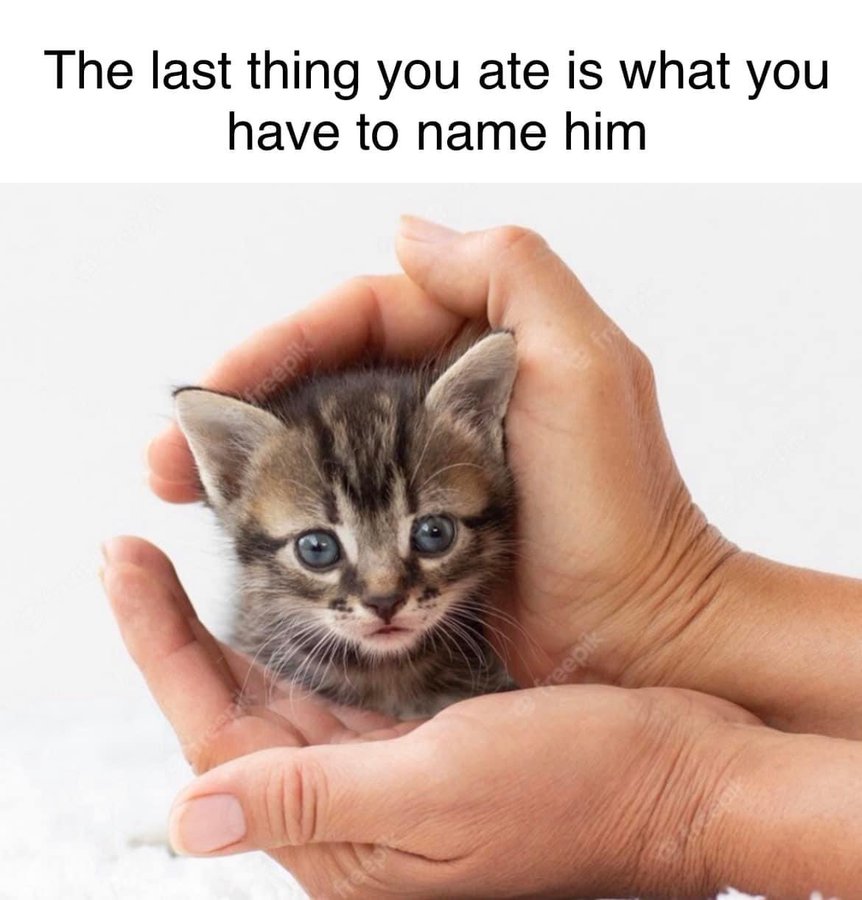이 고양이 이름은 당신이 가장 최근에 먹은 음식명입나다 | 인스티즈
