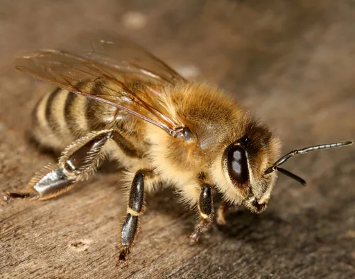 (벌주의) 생각보다 철저한 비즈니스인 관계, 꿀벌 | 인스티즈